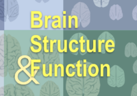 大脑结构与功能