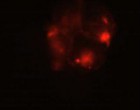 图6 g'显示了胚胎胚胎的DIC图像