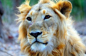 男性亚洲狮子。Kbhargava，维基百科，CC 3.0