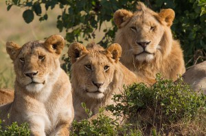 来自肯尼亚的三个狮子。Benh Lieu Song，Wikipedia，CC 3.0