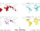 基孔肯雅，登革热和共同感染的全球分布