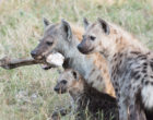 斑点鬣狗，摄于M.B.芬顿。