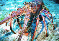 加勒比海多刺龙虾