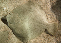 turbot-picture