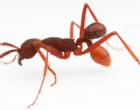 甲虫连接到军队蚂蚁