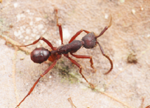 甲虫与蚂蚁同行