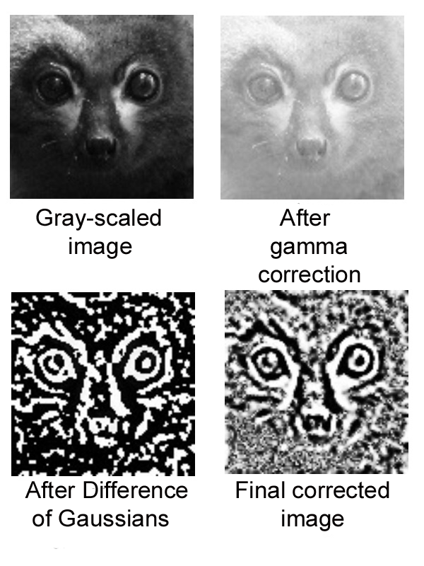 对狐猴图像执行的处理示例。