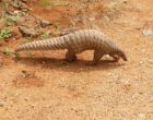 800 px-pangolin_brought_to_the_range_office _KMTR_AJTJ