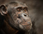 男性黑猩猩的肖像