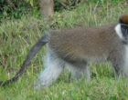 图3在kokosa森林片段（ff）photo_addisu mekonnen的Bale猴子