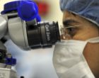 调查显微镜的移植肾病学家
