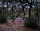 照片显示一个阴暗的林地场景，秋叶覆盖了地面