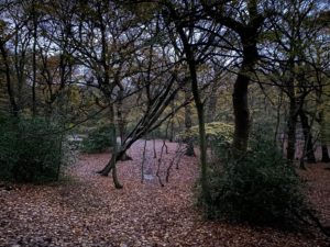 这张照片显示了一个阴暗的林地场景，秋天的树叶覆盖了地面