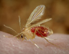 Phlebotomus pappatasi吃血粉。内容提供商：CDC / Frank Collins  -  Commons Wikimedia