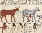 1280年px-egyptian_domesticated_animals