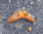 从蜡像虫尸体中出现的昆虫病毒线虫。资料来源：https：//commons.wikimedia.org/wiki/file:waxmothcadaverusda.jpg