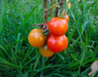 健康的番茄植物。来源Wikimedia