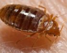Common bed bug Cimex lectularius