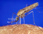 Anopheles Gambiae蚊子。资料来源：Wikicommons -James Gathany -CDC