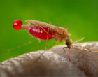 疟蚊