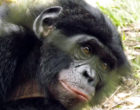 洛拉亚倭黑猩猩保护区的倭黑猩猩