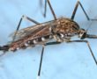 日本伊蚊成虫。资料来源：James Gathany，疾病预防控制中心，公共领域。