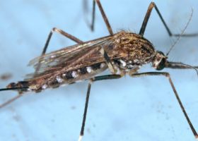 日本伊蚊成虫。资料来源:James Gathany, CDC, Public Domain。