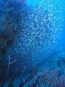 Fish_school图片来源：Wikimedia，Matthew Hoelscher