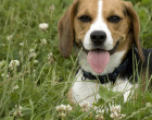 重复舔可能是犬类强迫症的症状。Flickr用户吉米·范·霍恩（Jimmy Van Hoorn）的图像。