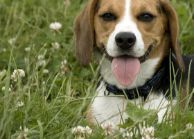 重复的舔可能是犬强迫症的症状。图片由Flickr用户Jimmy Van Hoorn。