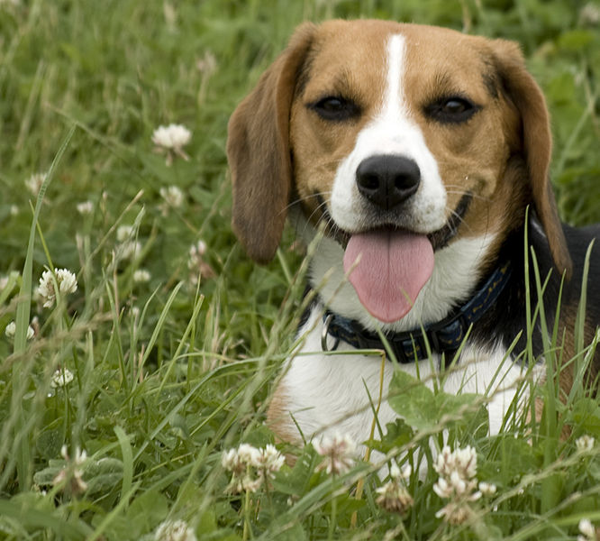 重复的舔舐可能是犬类强迫症的一种症状。图片由Flickr用户Jimmy van Hoorn提供。