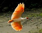 Crested-ibis-6.-Credit-ningshan-州立林业 - 管理 - 中国-300x199
