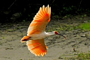 Crested-Ibis-6.-Credit-ningshan-Branch-STATE-FORESTRY-ADMISISTRATION-CHINA-CHINA-300X199