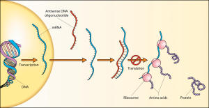 反义DNA是如何干扰蛋白质合成的