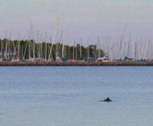海豚靠近港口