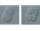 受精的海胆卵的前三个分区