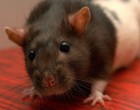 骚扰周期如何影响女性大鼠的基因表达？