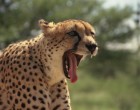 Chewbaaka the cheetah - what does his genome tell us?