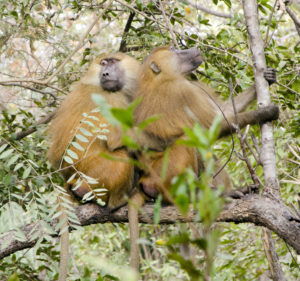 两只成年雄性几内亚狒狒(2)