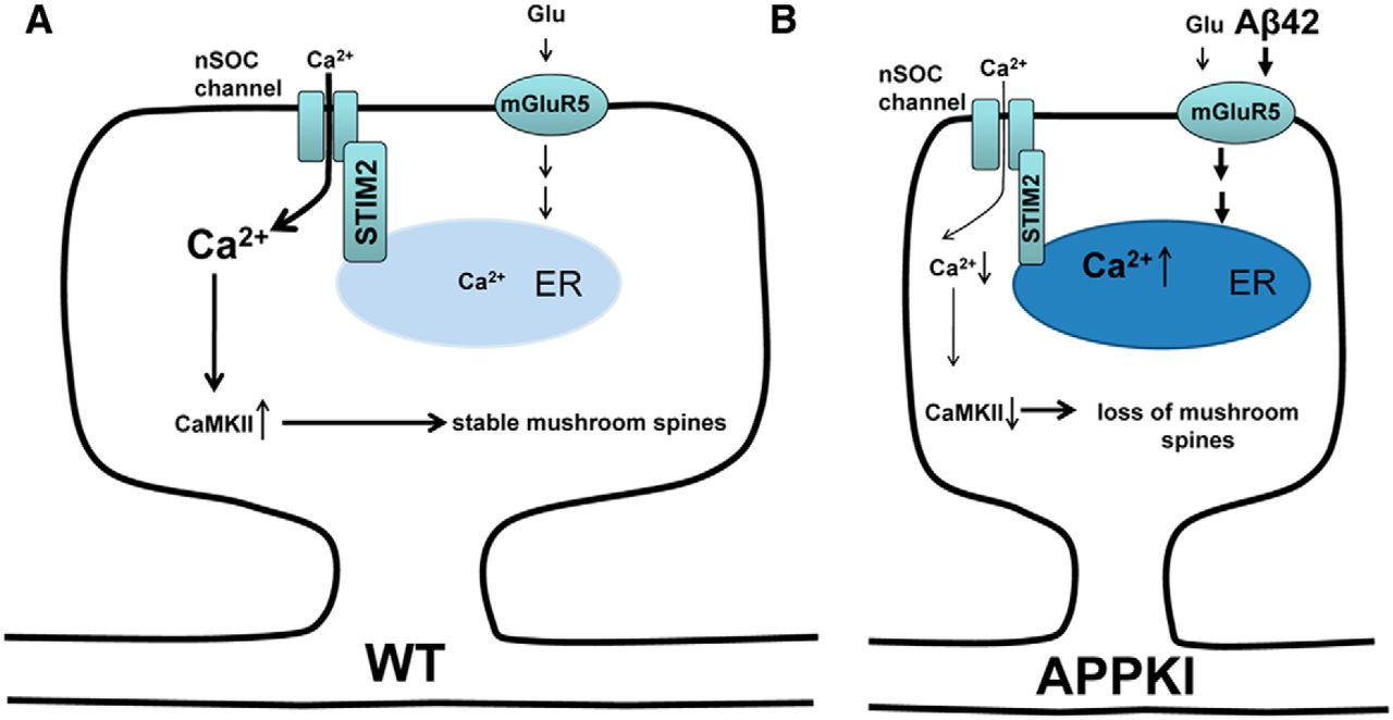 野生型神经元中蘑菇海马棘维持的示意图(A)，以及在app - knockout神经元中，细胞外Aβ42的积累导致成分mGLUR5的激活，并最终导致蘑菇棘丢失(B)Neuronal Store-Operated Calcium Entry and Mushroom Spine Loss in Amyloid Precursor Protein Knock-In Mouse Model of Alzheimer's Disease