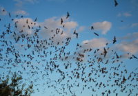 MEXICAN_FREE-TAILED_BATS_EXITING_BRACKEN_BAT_CAVE_（8006833815）
