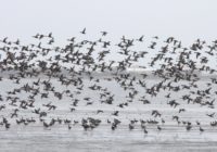特色图像 - 美国Wigeons和Northern Pintails，华盛顿州瓶海滩，2012年10月19日
