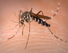 气候专家及其对Zika爆发的工作