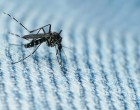 对Zika的理解不足会引起非理性的恐惧吗？