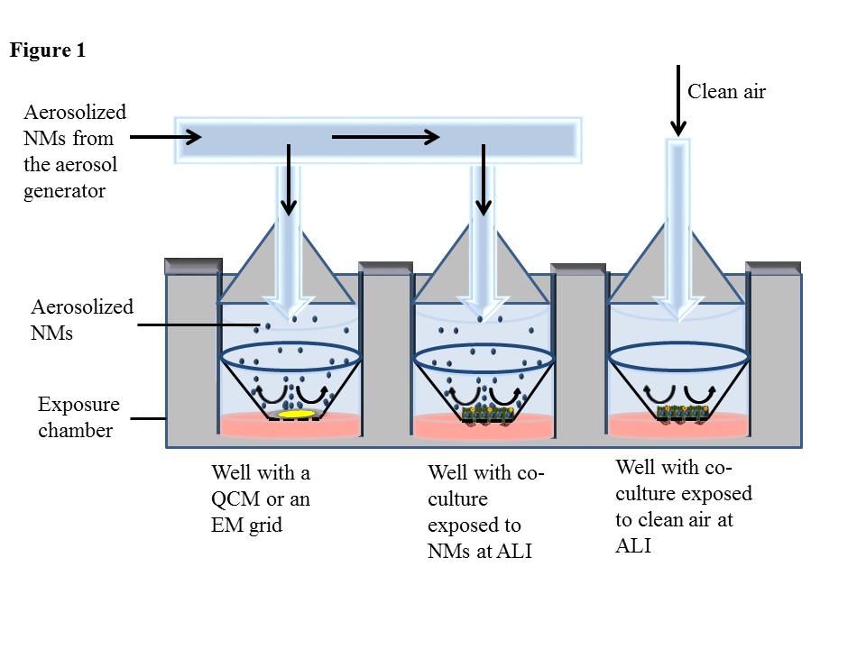 将细胞s to aerosolized substances at the ALI requires integration of an aerosol generator with an exposure chamber to simulate realistic exposure scenarios.