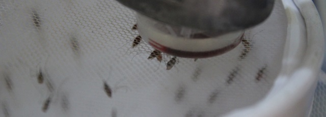 蚊子在人造膜喂食器上取血。