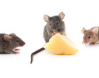 三只小鼠奔向一块奶酪