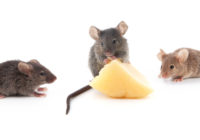 三只小鼠奔向一块奶酪