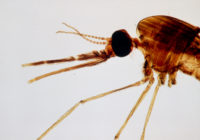 疟疾蚊子负责