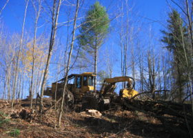 一只黄色的挖掘机正在森林里工作